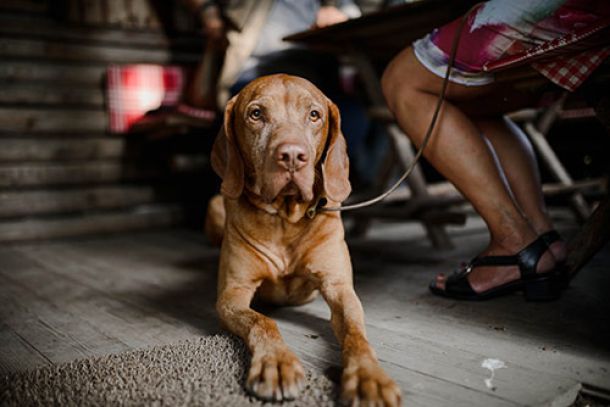 Hochzeit Hund